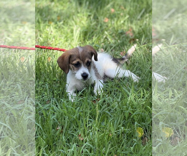 Medium Photo #3 Mutt Puppy For Sale in Yardley, PA, USA
