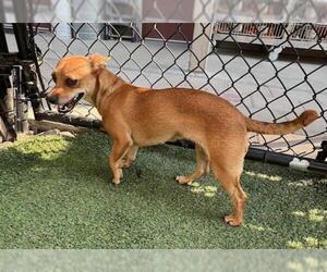 Chihuahua Dogs for adoption in Norco, CA, USA