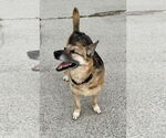 Small #10 German Shepherd Dog