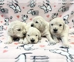 Small #2 Golden Retriever