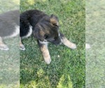 Small Photo #3 German Shepherd Dog-Siberian Husky Mix Puppy For Sale in JURUPA VALLEY, CA, USA