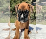 AKC Austin - Male Boxer Puppy for Sale - Photo #11