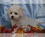 Small #2 Bichpoo