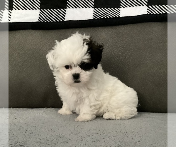 Medium Photo #3 ShihPoo Puppy For Sale in MONTEREY, TN, USA