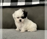 Small #2 ShihPoo