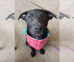 Small #10 Mutt