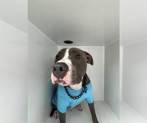 Mutt Dogs for adoption in Houston, TX, USA