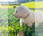 Puppy Guadalupe Great Pyrenees