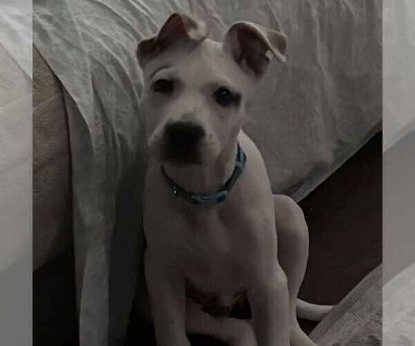 Medium Photo #14 Mutt Puppy For Sale in Brooklyn Center, MN, USA