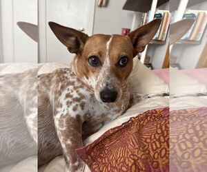 Dachshund-Unknown Mix Dogs for adoption in Milpitas, CA, USA