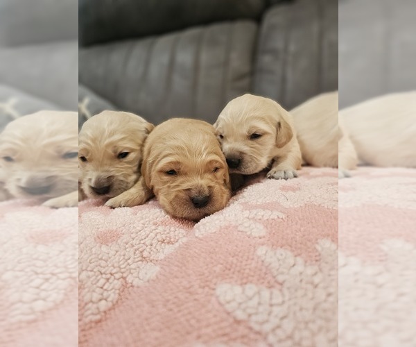 Medium Photo #9 Golden Retriever Puppy For Sale in ELVERTA, CA, USA