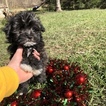 Small Photo #3 Havanese Puppy For Sale in HOUSTON, TX, USA
