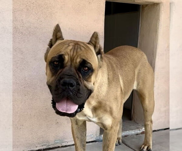 Medium Photo #5 Mutt Puppy For Sale in Goodyear, AZ, USA