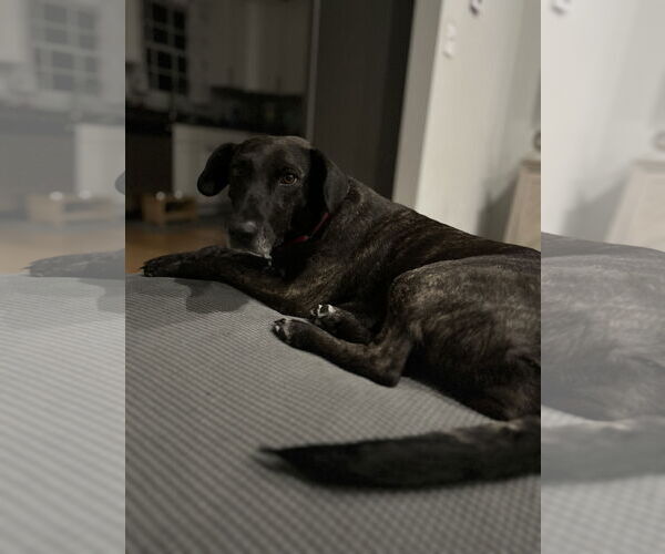 Medium Photo #14 Catahoula Leopard Dog-Plott Hound Mix Puppy For Sale in Oakhurst, NJ, USA