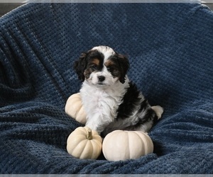 Cavapoo Puppy for sale in SUGARCREEK, OH, USA