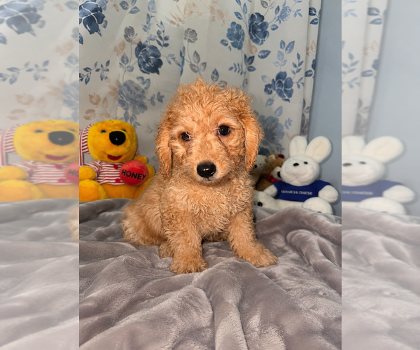 Medium Photo #30 Goldendoodle mix (+ Poodle Miniature) Puppy For Sale in DURHAM, CT, USA