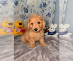 Small #29 Goldendoodle mix (+ Poodle Miniature)