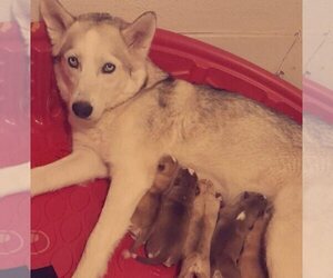 Mother of the Siberian Husky puppies born on 01/08/2023