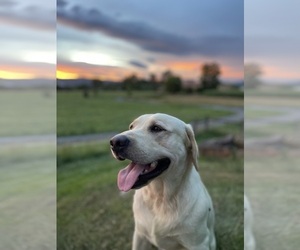 Father of the Labrador Retriever puppies born on 08/25/2025