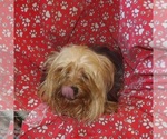 Small #1 Yorkshire Terrier