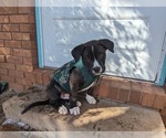 Small Photo #6 Cane Corso-Northern Inuit Dog Mix Puppy For Sale in FORT COLLINS, CO, USA
