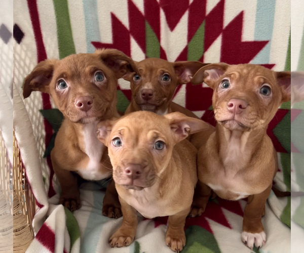 Medium Photo #2 Chiweenie Puppy For Sale in Bellevue, WA, USA