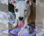 Small #24 American Pit Bull Terrier Mix