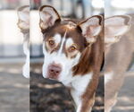 Small Photo #4 Collie-Huskies  Mix Puppy For Sale in McKinney, TX, USA