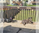 Small #9 American Pit Bull Terrier Mix