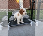 Small Photo #21 Poodle (Standard) Puppy For Sale in MOORES HILL, IN, USA