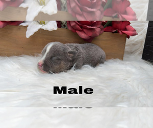 American Bully Puppy for sale in PORTERVILLE, CA, USA