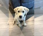 Small #1 Labrador Retriever Mix