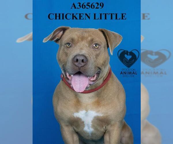 Medium Photo #2 American Pit Bull Terrier Puppy For Sale in Stockton, CA, USA