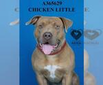 Small #1 American Pit Bull Terrier