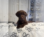 Puppy Puppy 6 Labrador Retriever