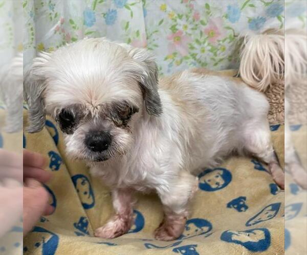 Medium Photo #1 Shih Tzu Puppy For Sale in Rosenberg, TX, USA