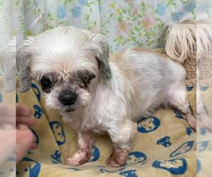 Shih Tzu Dogs for adoption in Rosenberg, TX, USA