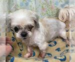 Small Shih Tzu