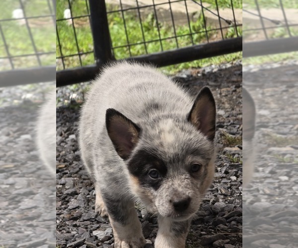 Medium Photo #4 Australian Cattle Dog Puppy For Sale in WATERBURY, VT, USA