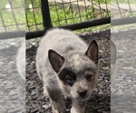 Small #3 Australian Cattle Dog