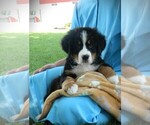 Puppy Dustin Bernese Mountain Dog