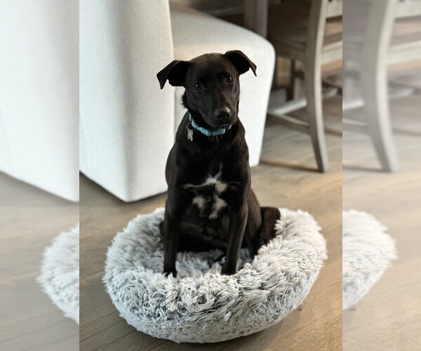 Medium Photo #6 Mutt Puppy For Sale in Boston, MA, USA