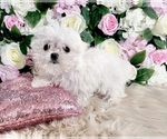 Small Photo #5 Maltese Puppy For Sale in HAYWARD, CA, USA