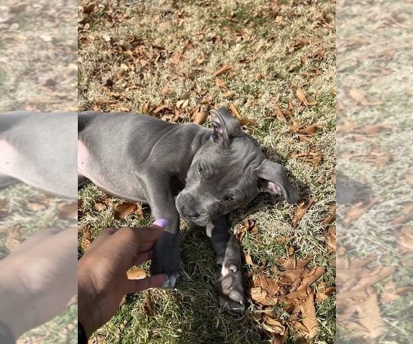 Medium Photo #1 American Pit Bull Terrier Puppy For Sale in PHILADELPHIA, PA, USA