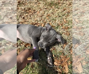 American Pit Bull Terrier Puppy for sale in PHILADELPHIA, PA, USA