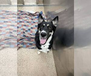 Siberian Husky-Unknown Mix Dogs for adoption in Martinsburg, WV, USA