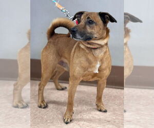 Jug Dogs for adoption in Batavia, NY, USA