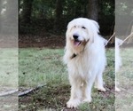 Small #1 Goldendoodle