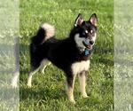 Small #4 Huskies -Pomeranian Mix