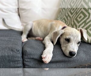 Labrador Retriever-Unknown Mix Dogs for adoption in Magnolia Springs, AL, USA